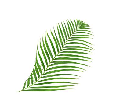 Beyaz arkaplanda izole edilmiş yeşil palmiye yaprakları
