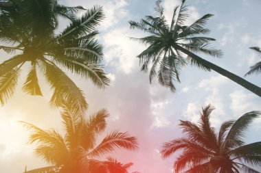 Şube palmiye yaprağı ağaçlarının bulut mavi gökyüzü günbatımı güzel arka plan ile
