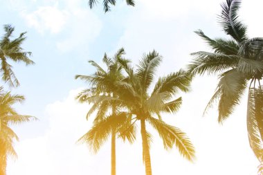 Şube palmiye yaprağı ağaçlarının bulut mavi gökyüzü güzel güneş ile