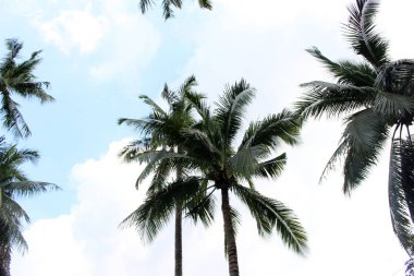 Şube palmiye yaprağı ağaçlarının bulut mavi gökyüzü güzel güneş ile
