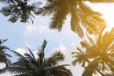 Şube palmiye yaprağı ağaçlarının bulut mavi gökyüzü güzel güneş ile