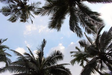Şube palmiye yaprağı ağaçlarının bulut mavi gökyüzü günbatımı güzel arka plan ile