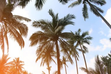 Şube palmiye yaprağı ağaçlarının bulut mavi gökyüzü güzel güneş ile