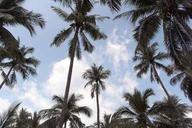 Şube palmiye yaprağı ağaçlarının bulut mavi gökyüzü günbatımı güzel arka plan ile