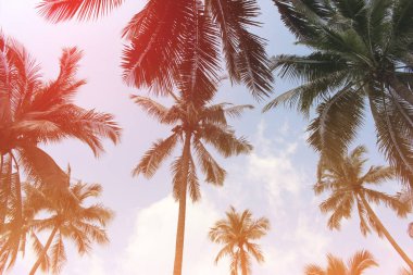 Şube palmiye yaprağı ağaçlarının bulut mavi gökyüzü güzel güneş ile