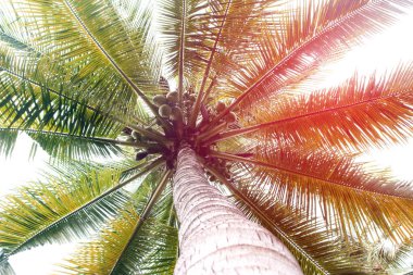 Şube palmiye yaprağı ağaçlarının bulut mavi gökyüzü günbatımı güzel arka plan ile