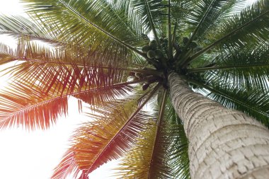 Şube palmiye yaprağı ağaçlarının bulut mavi gökyüzü güzel güneş ile