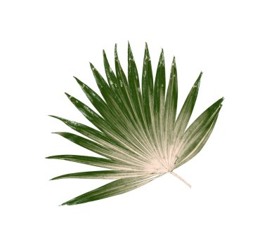 Beyaz arkaplanda izole edilmiş yeşil palmiye yaprakları
