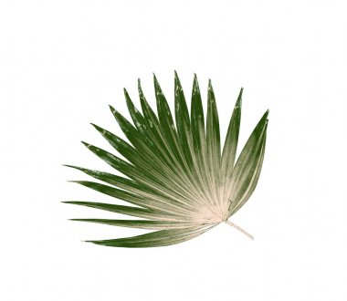 Beyaz arkaplanda izole edilmiş yeşil palmiye yaprakları