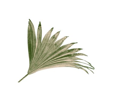 Beyaz arkaplanda izole edilmiş yeşil palmiye yaprakları