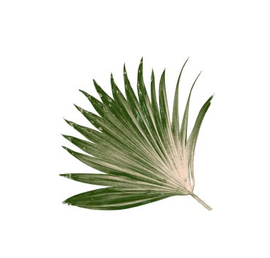 Beyaz arkaplanda izole edilmiş yeşil palmiye yaprakları