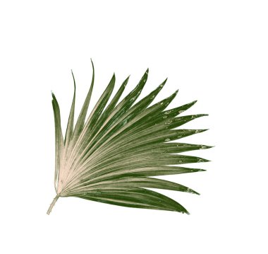 Beyaz arkaplanda izole edilmiş yeşil palmiye yaprakları