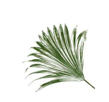 Beyaz arkaplanda izole edilmiş yeşil palmiye yaprakları