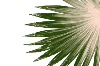 Beyaz arkaplanda izole edilmiş yeşil palmiye yaprakları