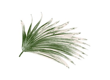 Beyaz arkaplanda izole edilmiş yeşil palmiye yaprakları