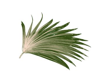 Beyaz arkaplanda izole edilmiş yeşil palmiye yaprakları