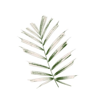 Beyaz arkaplanda izole edilmiş yeşil palmiye yaprakları