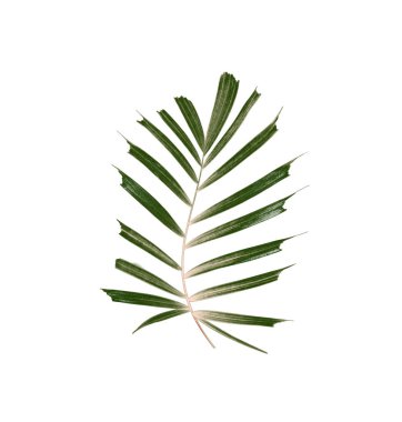 Beyaz arkaplanda izole edilmiş yeşil palmiye yaprakları