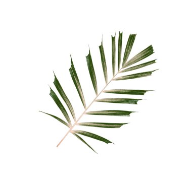 Beyaz arkaplanda izole edilmiş yeşil palmiye yaprakları