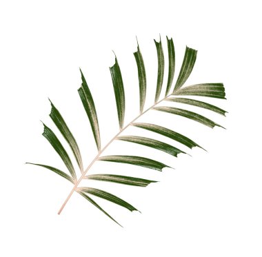 Beyaz arkaplanda izole edilmiş yeşil palmiye yaprakları