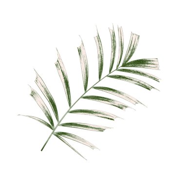 Beyaz arkaplanda izole edilmiş yeşil palmiye yaprakları