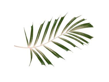 Beyaz arkaplanda izole edilmiş yeşil palmiye yaprakları
