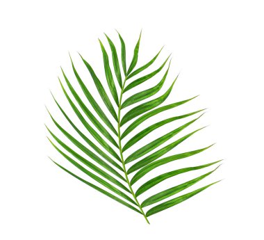 Beyaz arkaplanda yeşil palmiye yaprağı