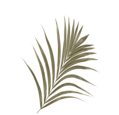 Beyaz arkaplanda yeşil palmiye yaprağı