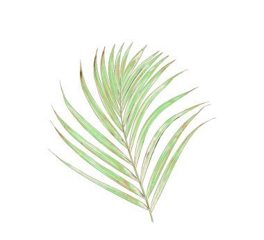 Beyaz arkaplanda yeşil palmiye yaprağı