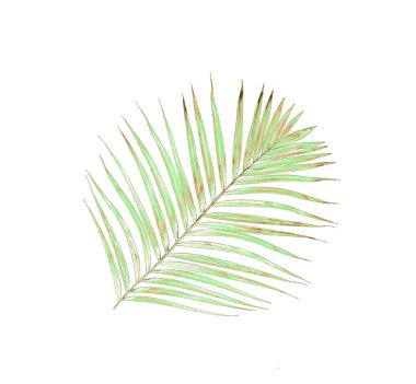 Beyaz arkaplanda yeşil palmiye yaprağı