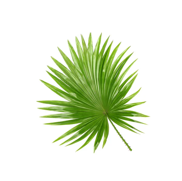 Rückseite Grüne Blätter Der Palme Isoliert Auf Weißem Hintergrund — Stockfoto