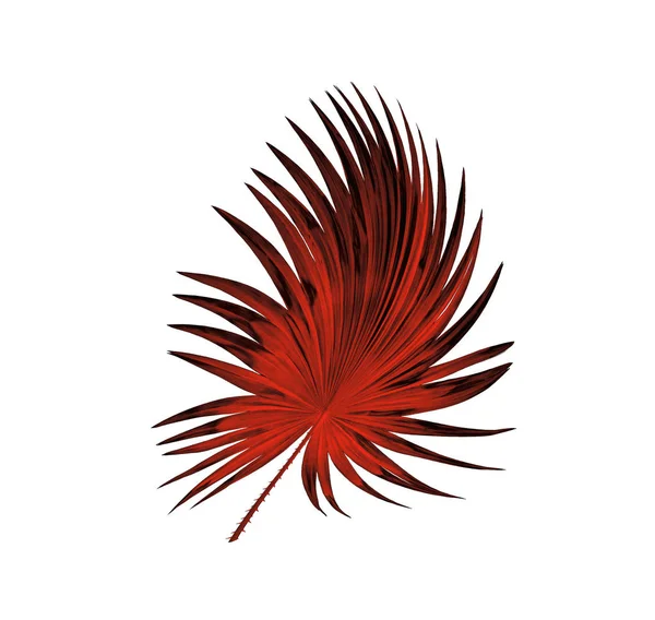 Arka; Yeşil Beyaz adam izole palmiye ağacının yaprakları