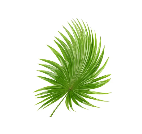 Hátul; Zöld levelei pálmafa elszigetelt fehér háttér mintázata — Stock Fotó