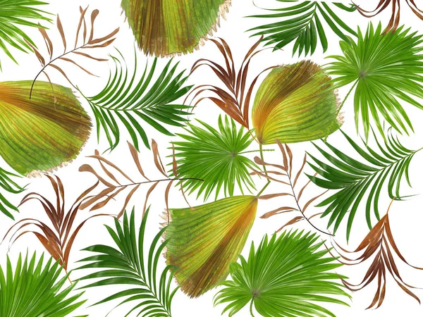 Palmiye ağacı arkaplanının yaprakları