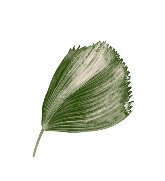 Πράσινα φύλλα φοίνικα απομονωμένα σε λευκό φόντο — Φωτογραφία Αρχείου