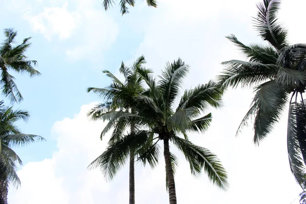 Şube palmiye yaprağı ağaçlarının bulut mavi gökyüzü güzel güneş ile