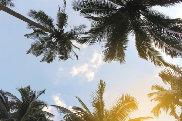 Şube palmiye yaprağı ağaçlarının bulut mavi gökyüzü günbatımı güzel arka plan ile
