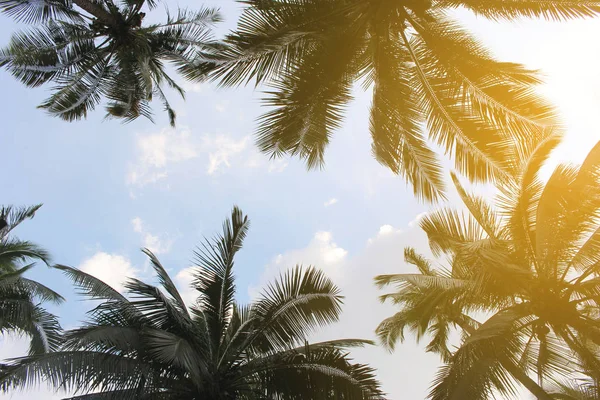 Şube palmiye yaprağı ağaçlarının bulut mavi gökyüzü güzel güneş ile
