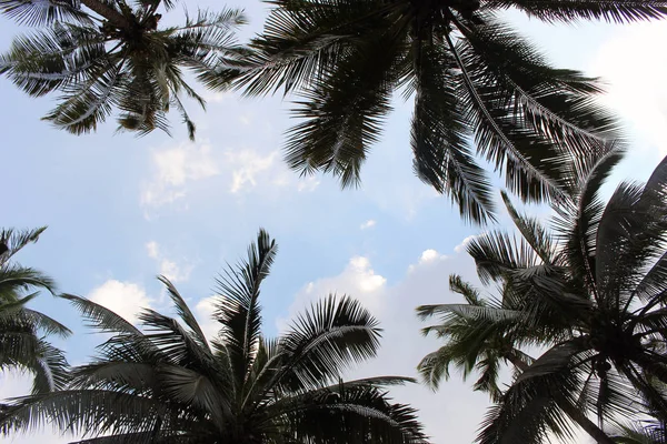 Şube palmiye yaprağı ağaçlarının bulut mavi gökyüzü günbatımı güzel arka plan ile