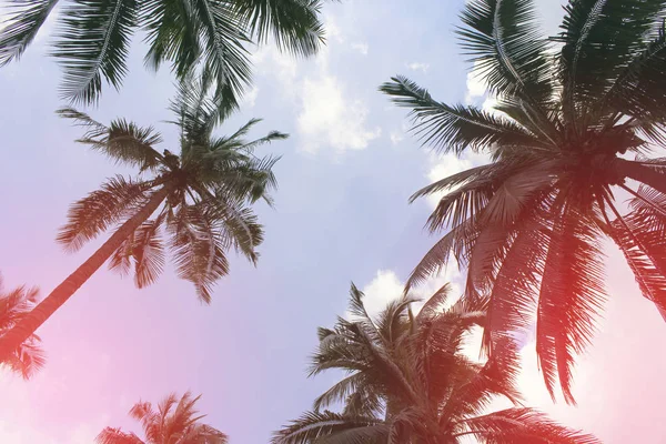 Şube palmiye yaprağı ağaçlarının bulut mavi gökyüzü güzel güneş ile