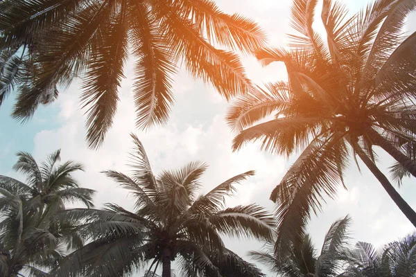 Blad Tak Palmbomen Wolk Blauwe Hemel Met Mooie Zonsondergang Achtergrond — Stockfoto