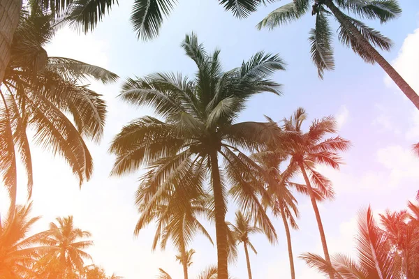 Şube palmiye yaprağı ağaçlarının bulut mavi gökyüzü güzel güneş ile