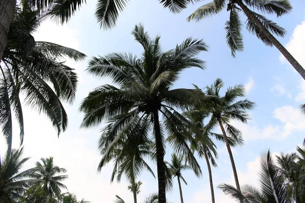 Şube palmiye yaprağı ağaçlarının bulut mavi gökyüzü güzel güneş ile