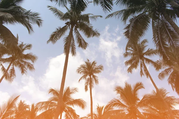 Гілка пальмового листя дерев на хмарному блакитному небі з красивими сонцями — стокове фото