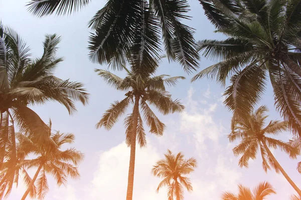 Şube palmiye yaprağı ağaçlarının bulut mavi gökyüzü güzel güneş ile