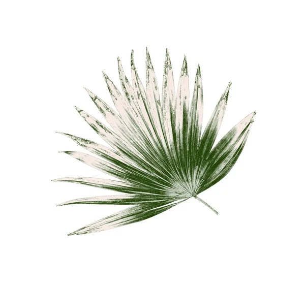 Gröna blad av palmer isolerad på vit bakgrund — Stockfoto