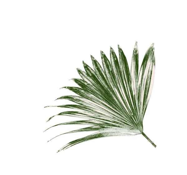 Folhas verdes de palmeira isolada sobre fundo branco — Fotografia de Stock
