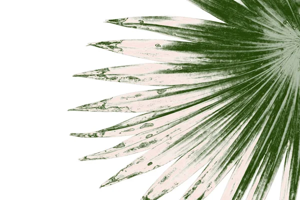 Beyaz arkaplanda izole edilmiş yeşil palmiye yaprakları