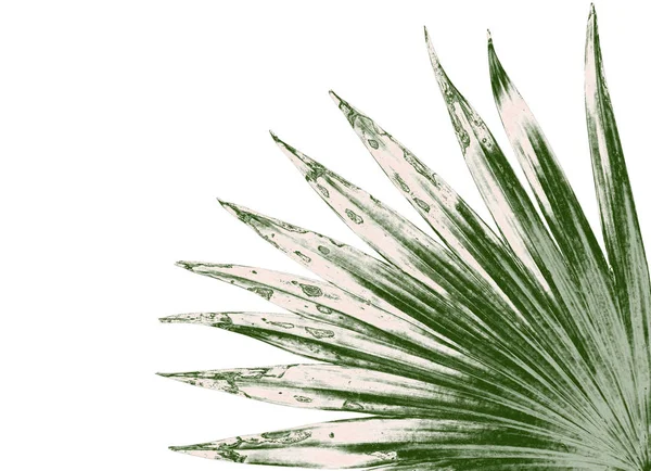 Beyaz arkaplanda izole edilmiş yeşil palmiye yaprakları
