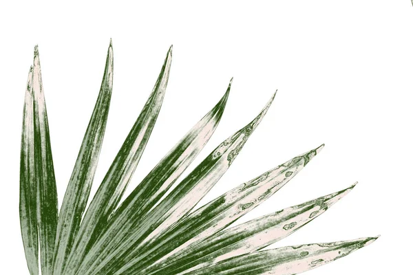 Beyaz arkaplanda izole edilmiş yeşil palmiye yaprakları